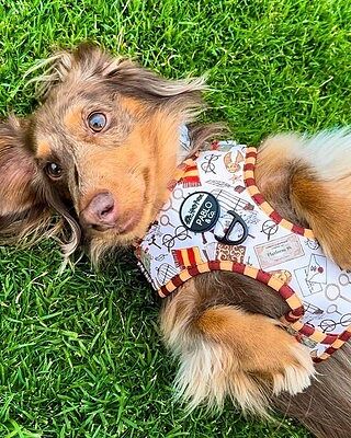 Harry Potter: Adjustable Harness