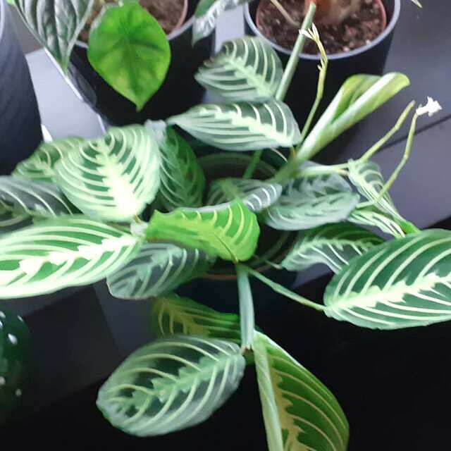 Maranta Lemon Lime | Prayer Plant