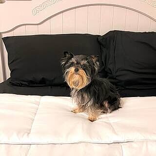 Midnight Black Sheet Set