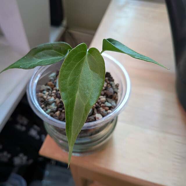 Anthurium Delta Force