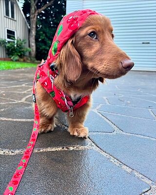 Strawberries / Cherry: Raincoat