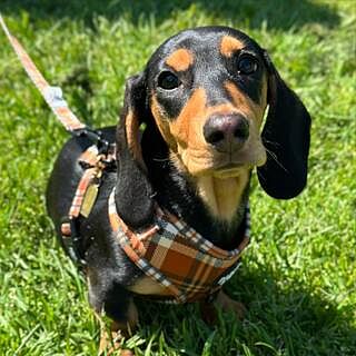 Vintage Plaid: Adjustable Harness