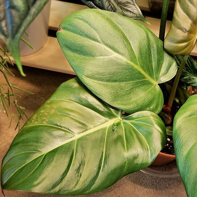 Philodendron 'Summer Glory'