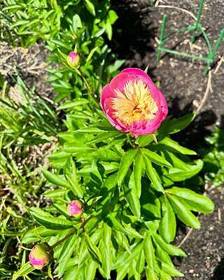 Bowl of Beauty Peony