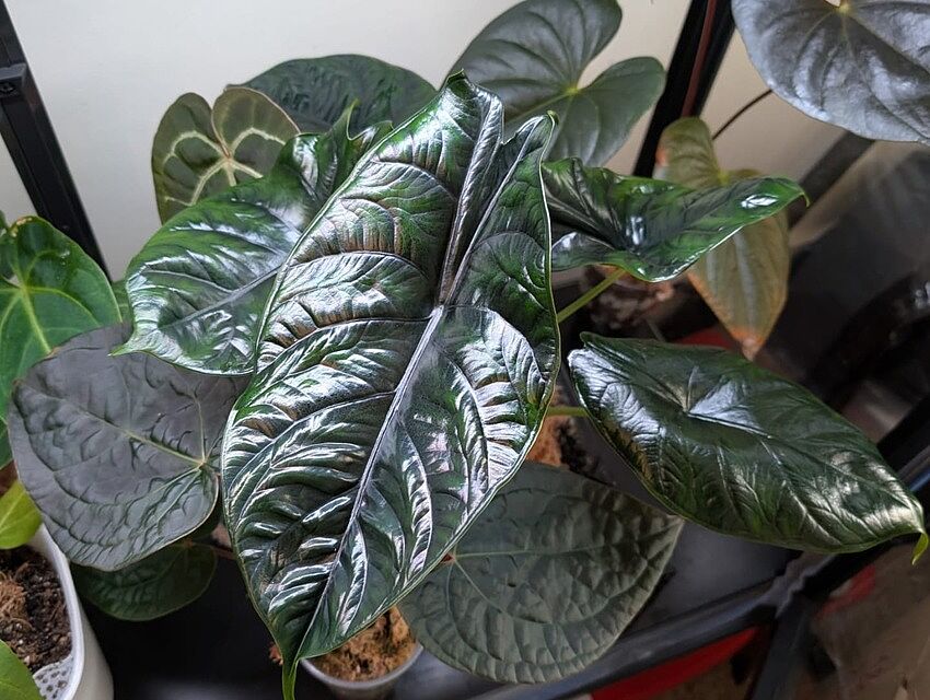 Alocasia 'Green Unicorn' Azlanii x Dragon Scale