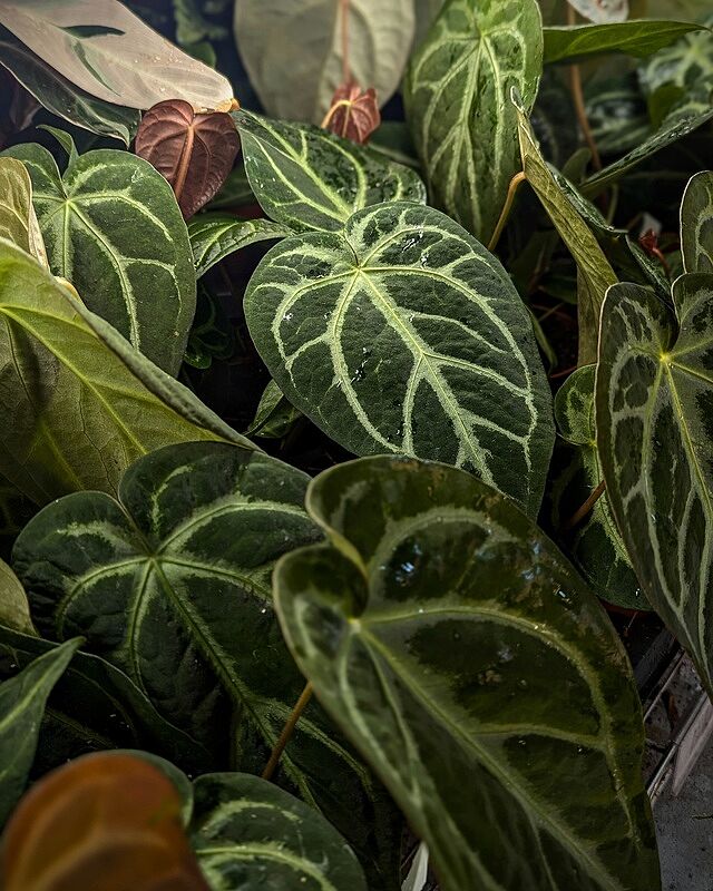 Anthurium magnificum