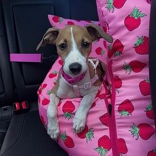 Deluxe Travel Car Bed: Strawberries