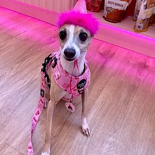 Disco Cowgirl: Adjustable Harness