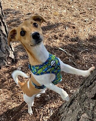 Toy Story - Aliens: Adjustable Harness