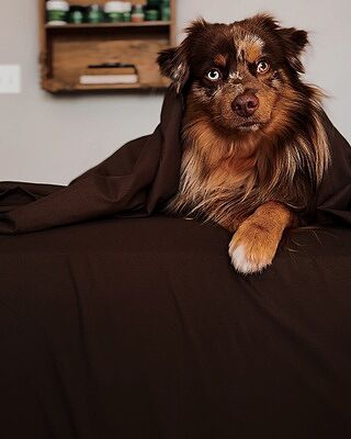 Chocolate Sheet Set