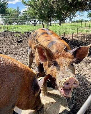 Swine Feed - 12%, 50 LBs