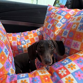 Deluxe Travel Car Bed: Daisies for Days
