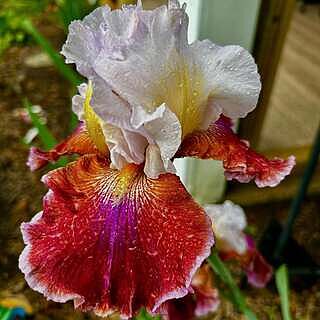 Lady Leigh Bearded Iris