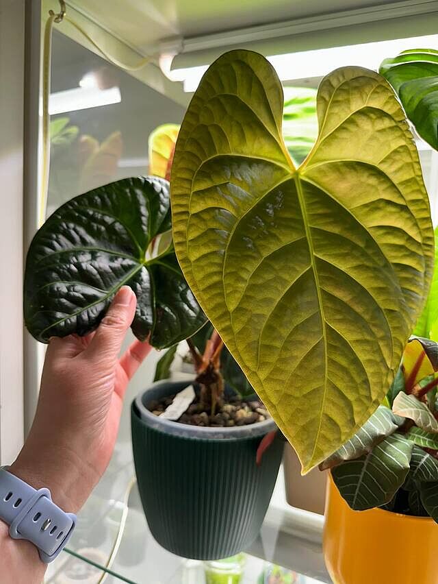 Anthurium regale x luxurians