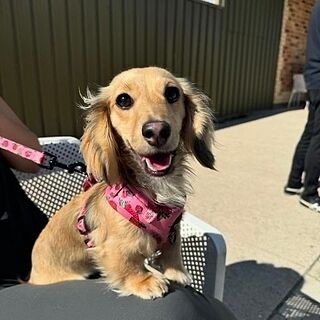 Strawberries: Adjustable Harness