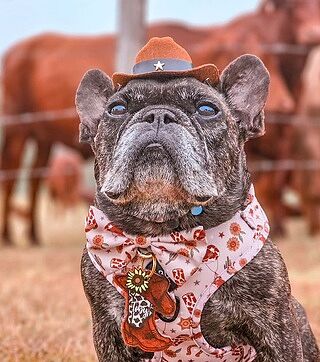 Howdy: Adjustable Harness