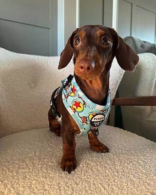 Toy Story - Slinky Dog: Adjustable Harness