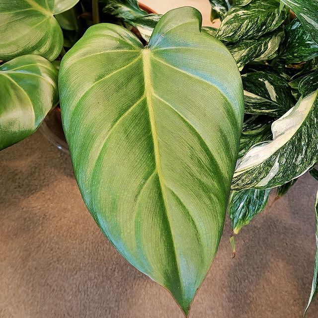 Philodendron 'Summer Glory'