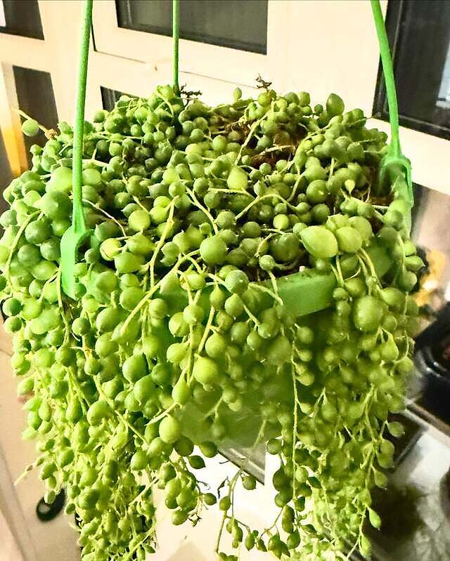 Senecio rowleyanus 'String of Pearls'