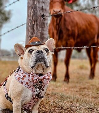 Howdy: Adjustable Harness