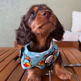 Toy Story - Slinky Dog: Adjustable Harness