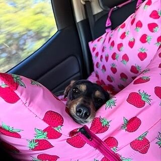 Deluxe Travel Car Bed: Strawberries