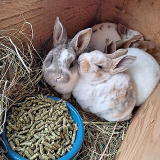Organic Rabbit Pellets, 40lbs