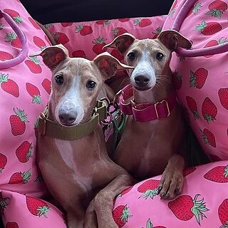 Deluxe Travel Car Bed: Strawberries