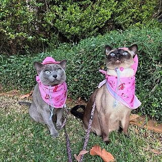 Disco Cowgirl - Dog Bandana