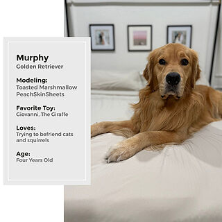 Toasted Marshmallow (Greige) Sheet Set