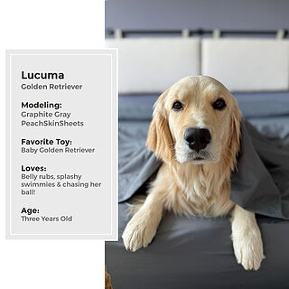 Graphite Gray Sheet Set