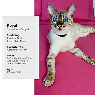 Passion Pink Sheet Set
