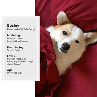 Deep Crimson Red Sheet Set