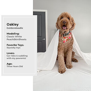 Classic White Sheet Set