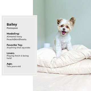 Almond Ivory Sheet Set