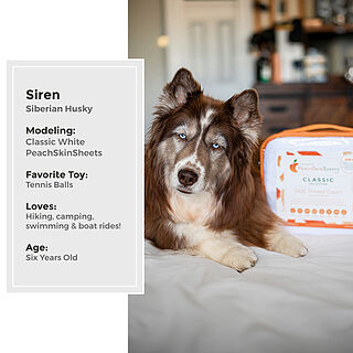 Classic White Sheet Set