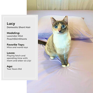 Lavender Mist Sheet Set