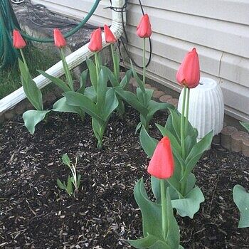 Shop Red Matador Jumbo Perennial Tulip | Breck's