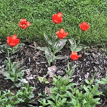 Red Riding Hood Tulip Bulbs for Sale | Breck's