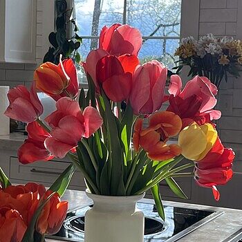 Shop Red Matador Jumbo Perennial Tulip | Breck's