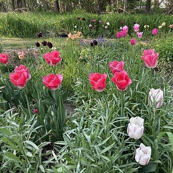 Shop Dynasty Tulip Bulbs Online | Single Tulips | Breck's