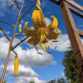 Buy Leichtlinii Lily Bulbs Online | Species Lilies | Breck's