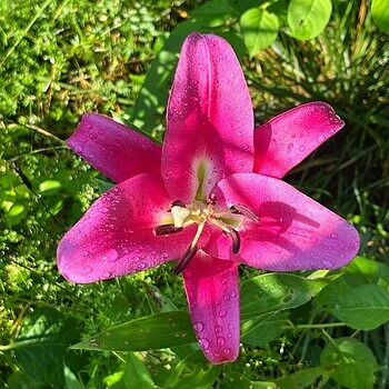 Purple Lady Lily Tree | Breck's