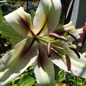 Zeba Lily | Breck's