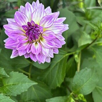 Shop Powder Puff Dahlia Mixture | Anemone Dahlia | Breck's