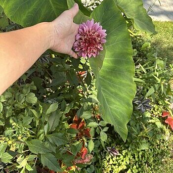 Shop Powder Puff Dahlia Mixture | Anemone Dahlia | Breck's