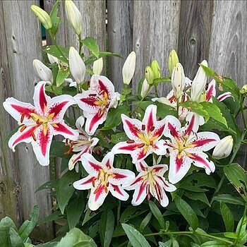 Buy Big Smile Lily Bulbs | Oriental Lilies | Breck's