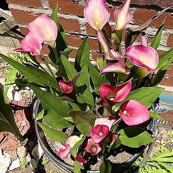 プラージュ 25SS calla lily ジレ 34 グレー /DO ■OS 有楽町店・WEB限定追加》calla lily ジレ（ジレ）｜Plage（プラージュ