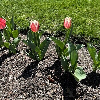 Flaming Beauties Tulip Collection | Tulip Bulbs | Breck's