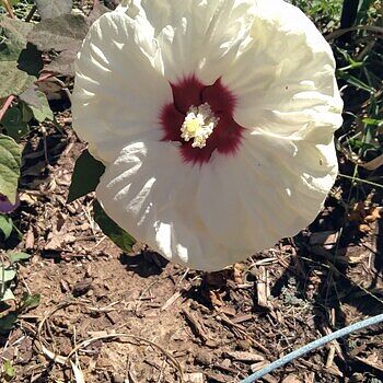 パンチ　白蓮花錦 13 + ラブハート錦 Hibiscus Summerific® 'French Vanilla' Rose Mallow | Garden Center